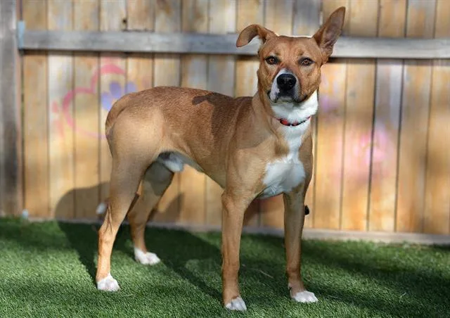 A young medium-sized male American Staffordshire Terrier dog named Alfredo for adoption in West Valley City, UT