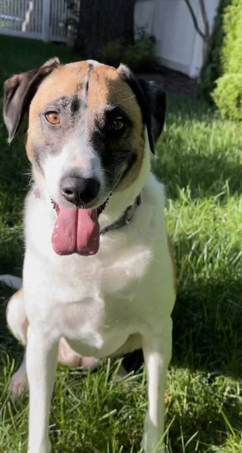 An adult large-sized female Great Pyrenees dog named RemiLonestar for adoption in Rockaway, NJ