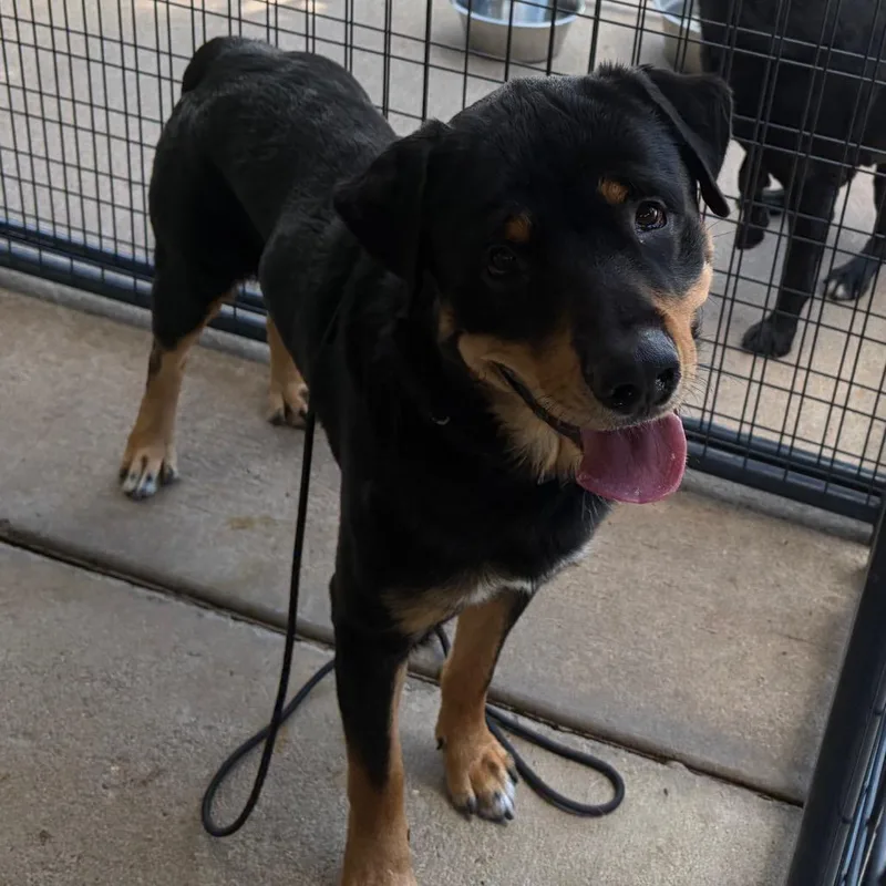An adult large-sized male Rottweiler dog named Dorn for adoption in Lake Jackson, TX