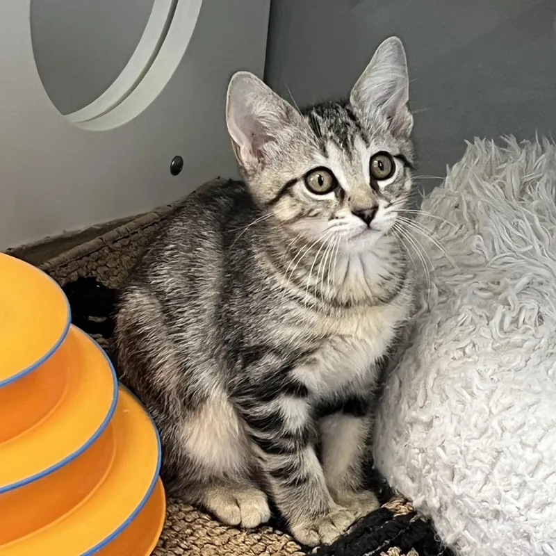 A baby small-sized male Brown / Chocolate Domestic Short Hair cat named Buzz for adoption in Jupiter, FL