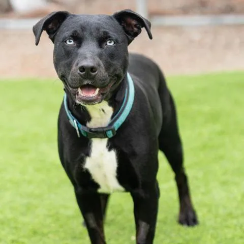 An adult large-sized female Pit Bull Terrier dog named Delta for adoption in Camarillo, CA