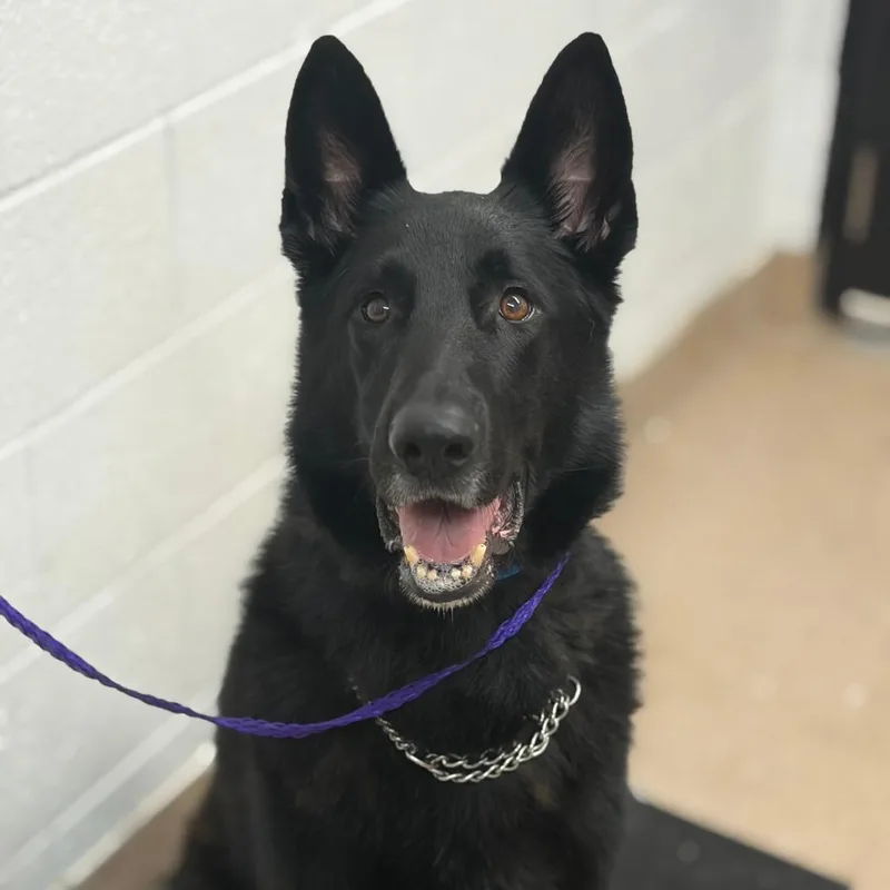 An adult large-sized male Black German Shepherd Dog dog named Bullet for adoption in Ardmore, OK