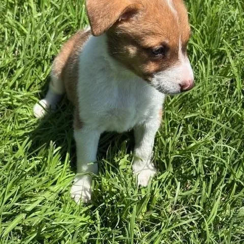 A baby medium-sized female Tricolor (Brown, Black, & White) Mixed Breed dog named Emerald for adoption in Quitman, TX