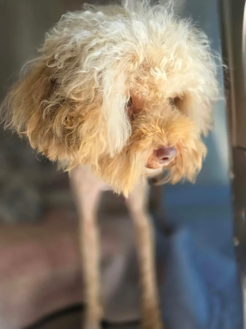 An adult small-sized male Apricot / Beige Shih poo dog named Teddy for adoption in Eatontown, NJ