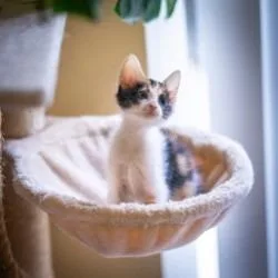 A baby small-sized female Calico Domestic Long Hair cat named Emery for adoption in West Palm Beach, FL