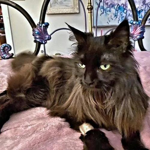 Miss Lucky