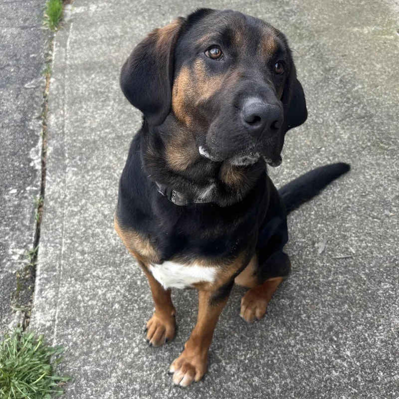 An adult large-sized male Black Hound dog named Smokey for adoption in Waynesburg, PA