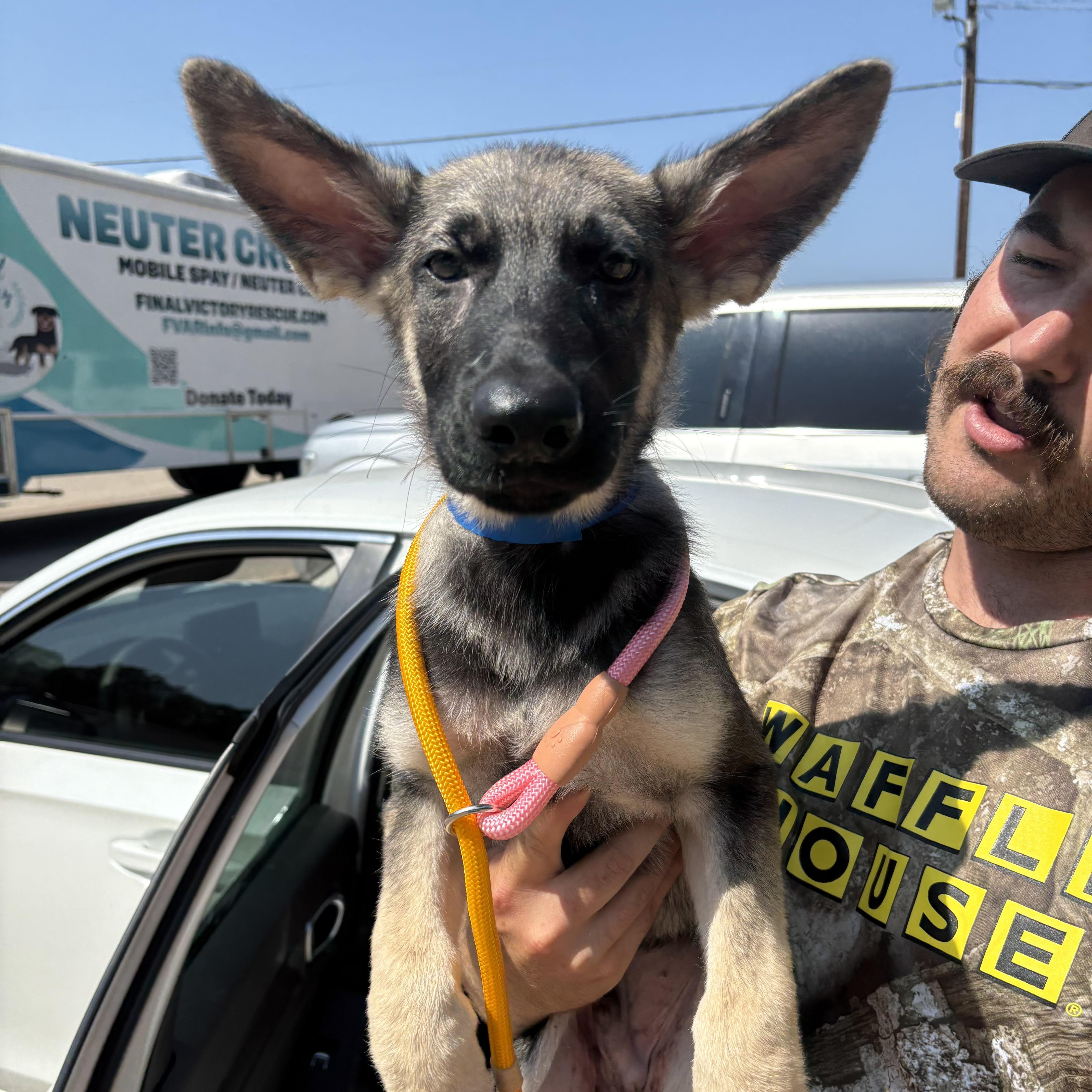 A baby large-sized male Black German Shepherd Dog dog named Mastercard for adoption in Columbia, SC