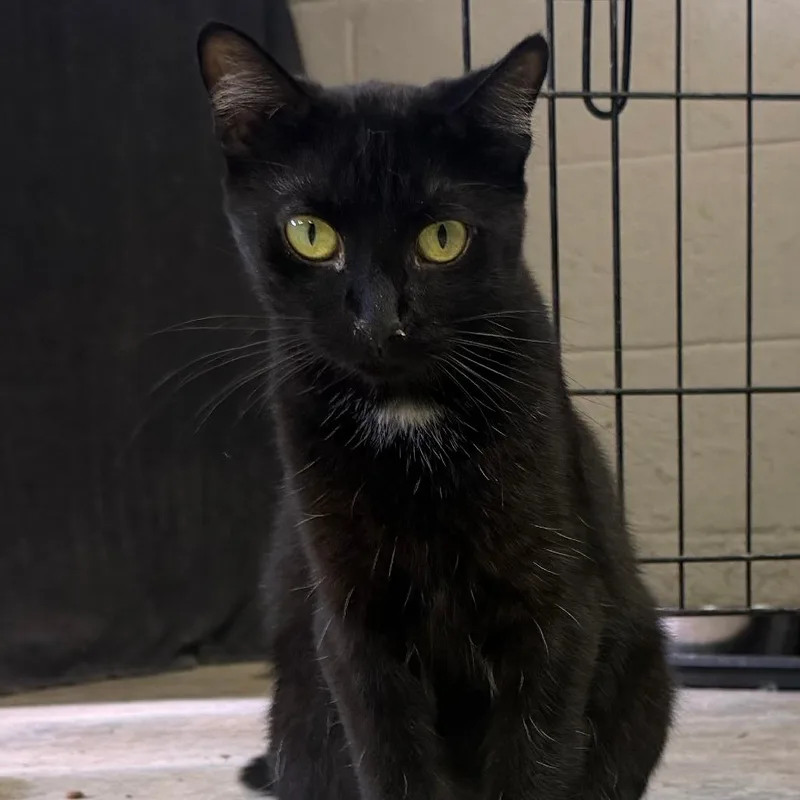 An adult small-sized female Black Domestic Short Hair cat named Spider for adoption in Pittsburgh, PA