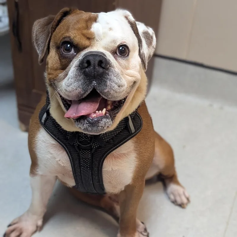 An adult medium-sized male Bulldog dog named Gumby for adoption in Fenton, MI