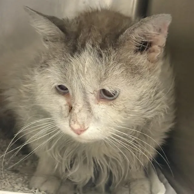 An adult medium-sized male Domestic Short Hair cat named Scrump for adoption in Riverside, CA