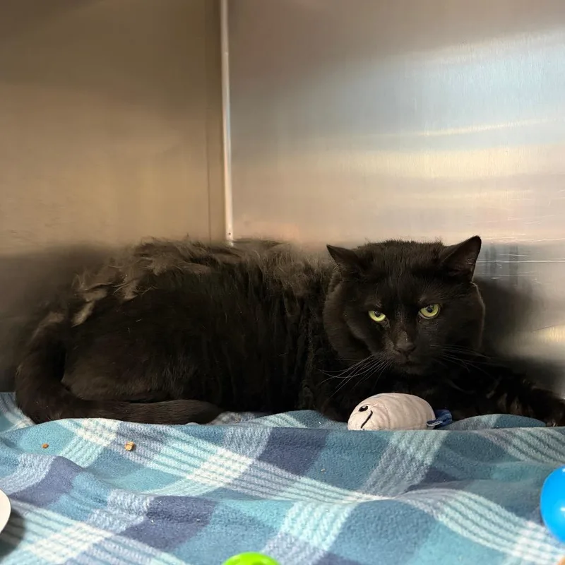 An adult extra large-sized male Domestic Short Hair cat named Booboo for adoption in Newark, NJ