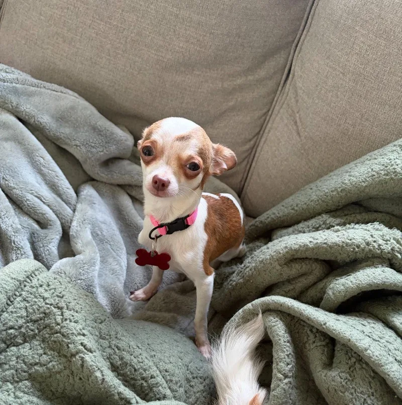 A young small-sized female Chihuahua dog named Holly for adoption in Grafton, WI