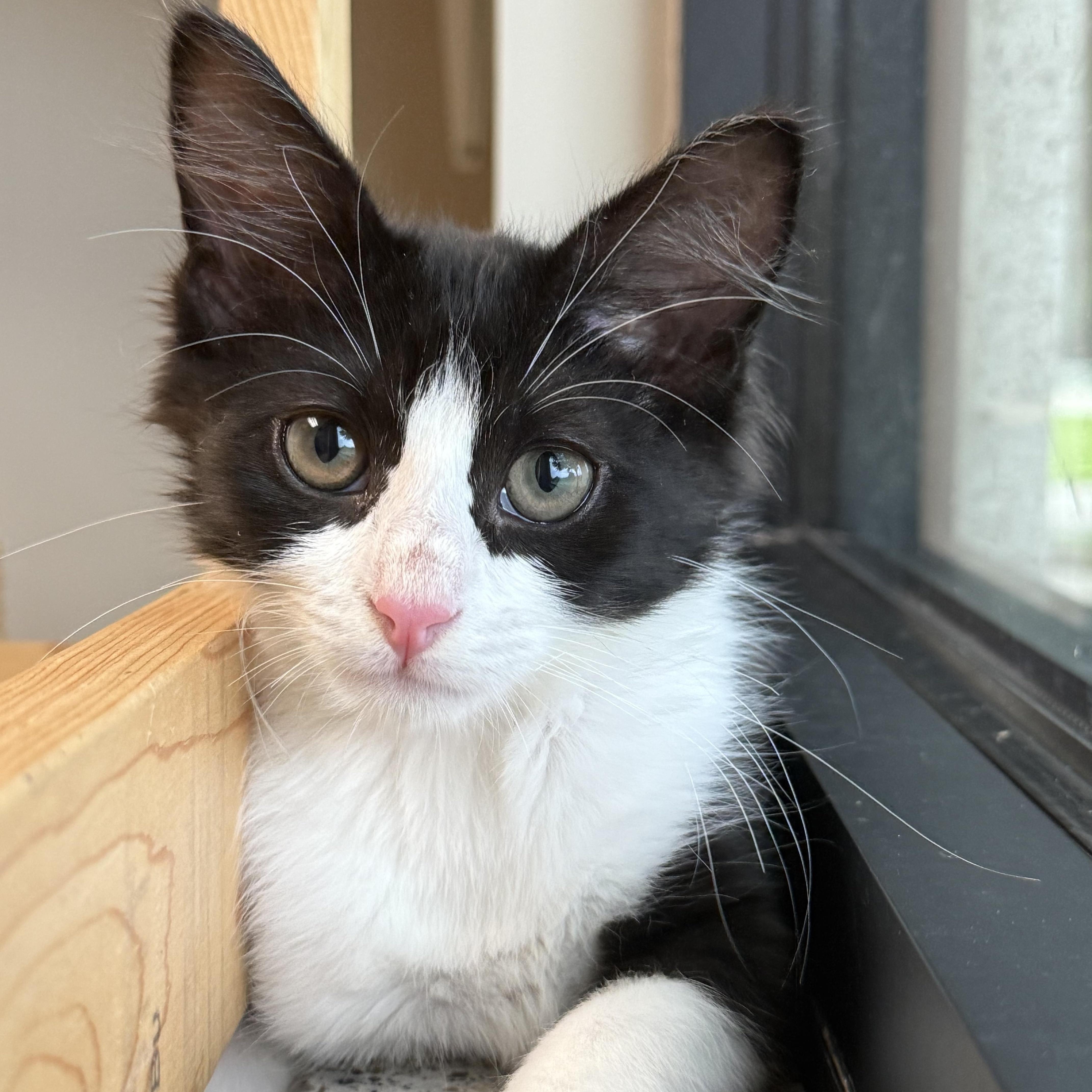 A young medium-sized male Black & White / Tuxedo Domestic Medium Hair cat named Tom for adoption in Friendswood, TX