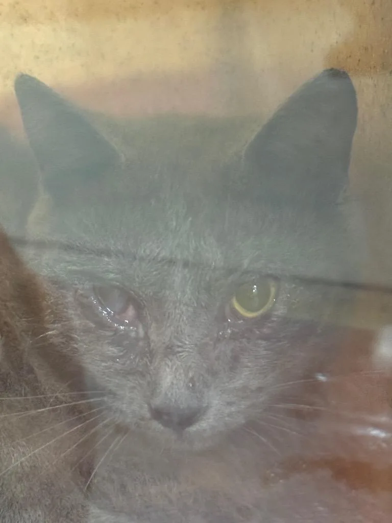 Alvarez Tnr