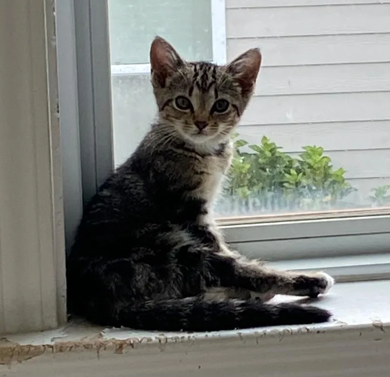 A baby medium-sized female Domestic Short Hair cat named Xerra for adoption in Cumming, GA