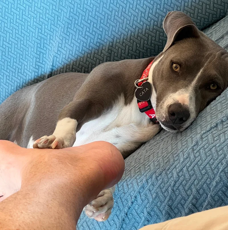 A baby medium-sized female Gray / Blue / Silver Weimaraner dog named Catarina for adoption in Scottsdale, AZ
