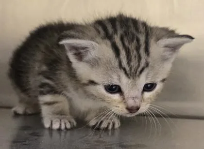 A baby small-sized male Domestic Short Hair cat named Oyster for adoption in Westland, MI