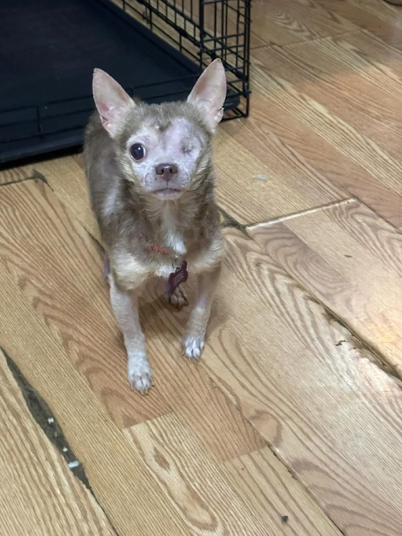 A senior small-sized male Chihuahua dog named Curly Fries for adoption in Hillsborough , NC