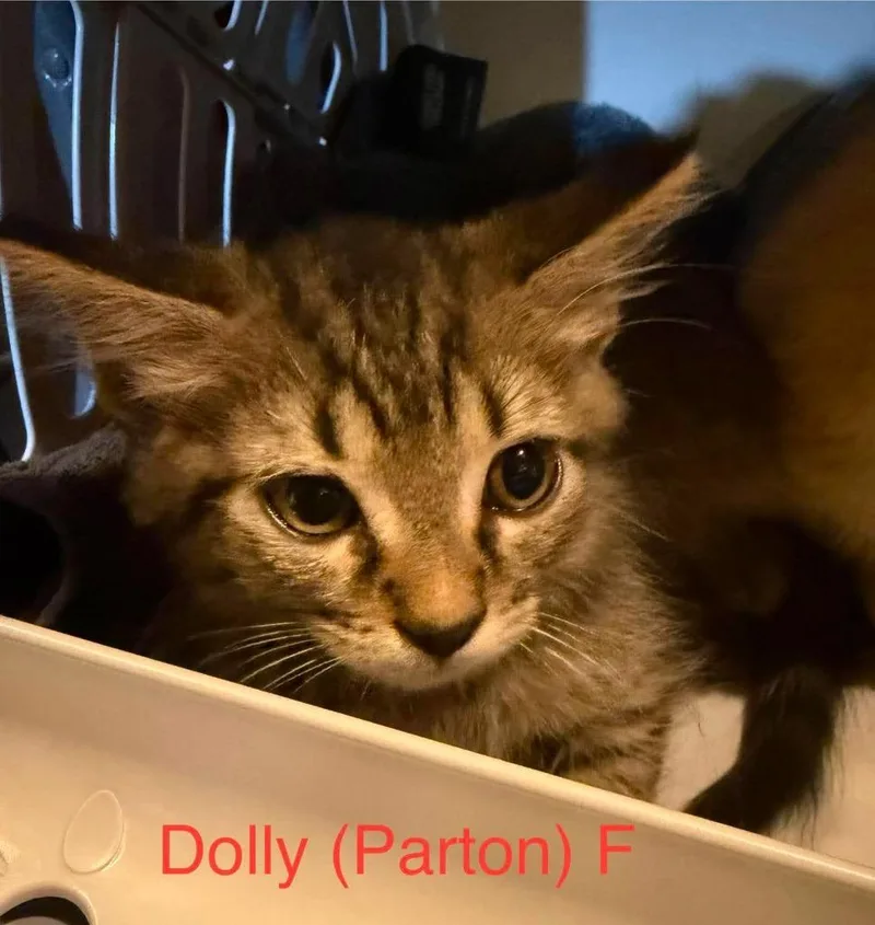 A baby medium-sized male Domestic Short Hair cat named Dolly Parton for adoption in Cloquet, MN