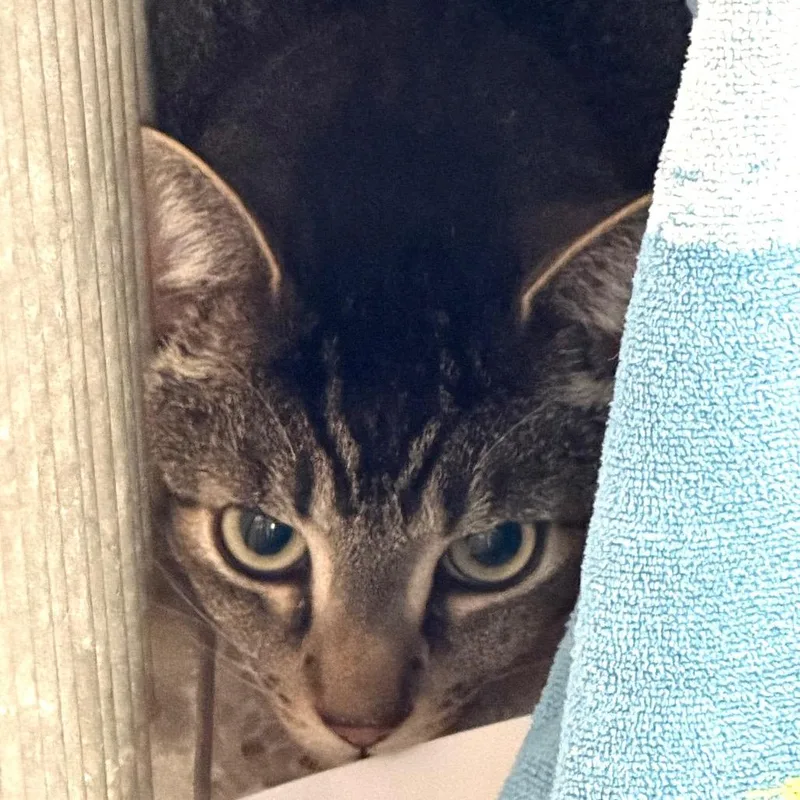 An adult large-sized male Black Domestic Short Hair cat named Shadow for adoption in Santa Barbara, CA