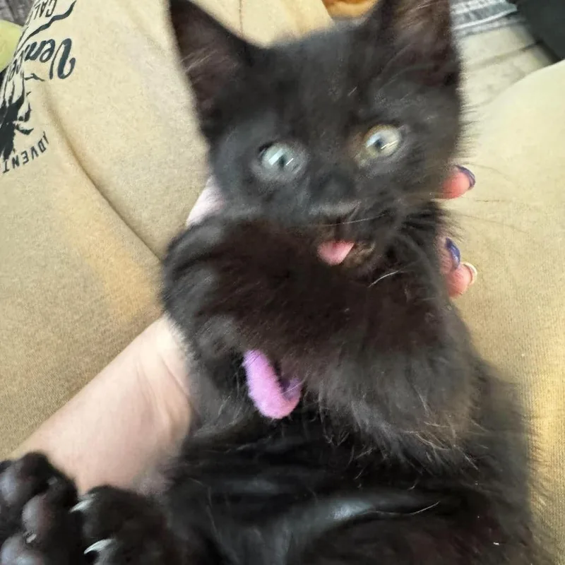 Bear Dansie thumbnail 3