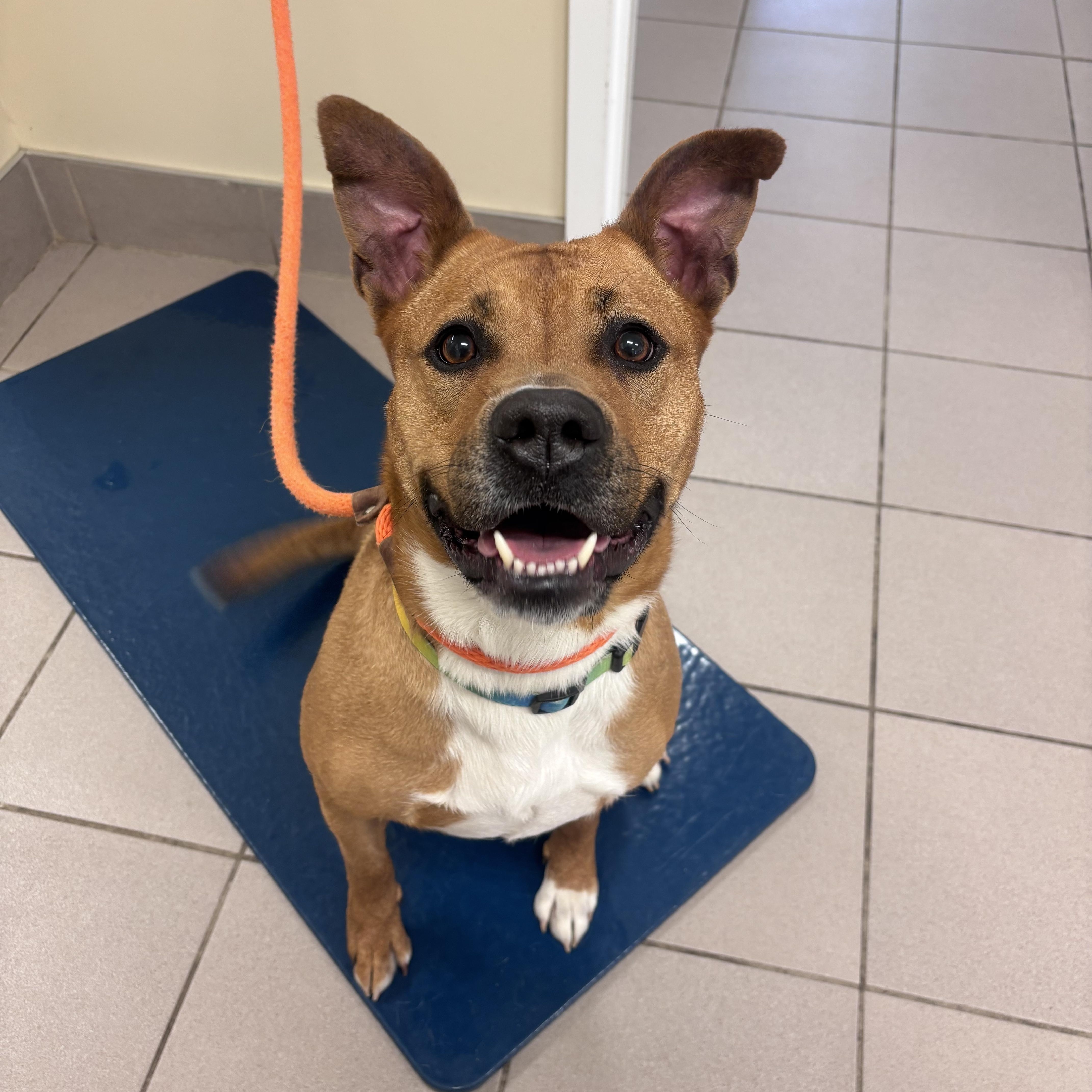An adult medium-sized female Red / Chestnut / Orange Terrier dog named Artemis for adoption in Lake Odessa, MI