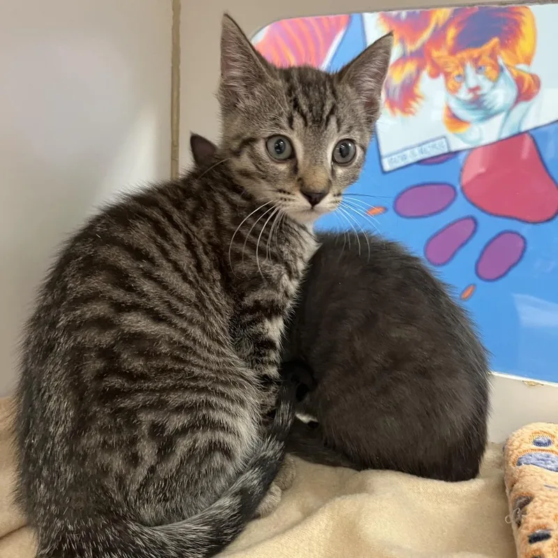 A baby small-sized male Brown / Chocolate Domestic Short Hair cat named Boa for adoption in Cheyenne, WY