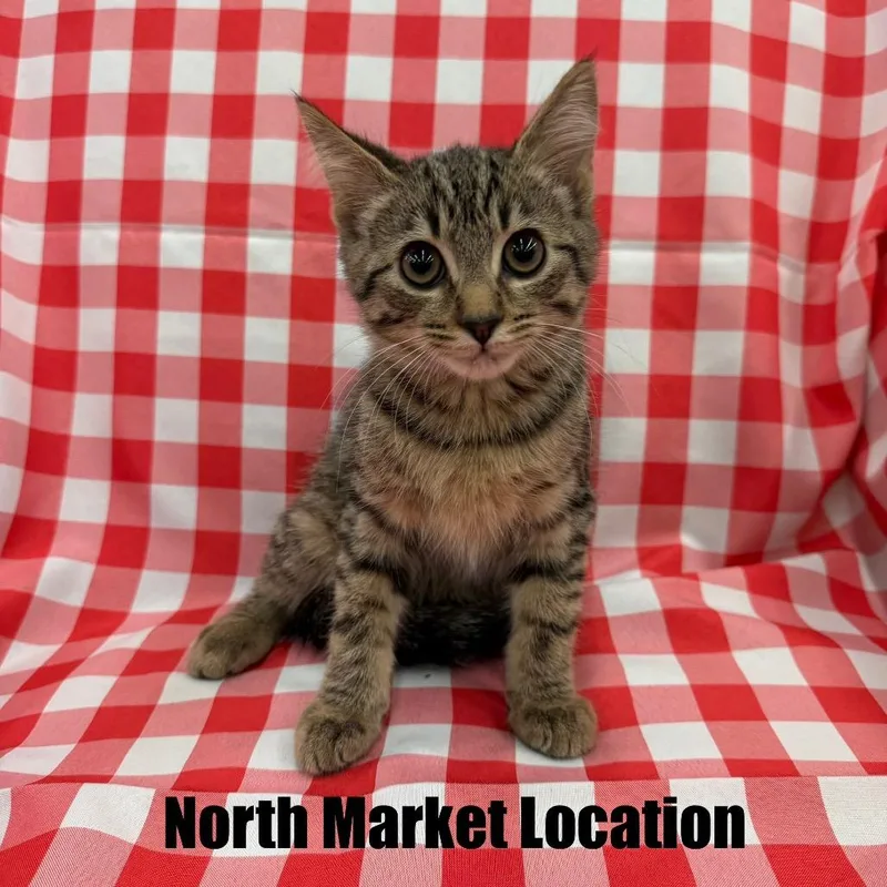 A baby small-sized male Gray / Blue / Silver Domestic Short Hair cat named Orzo for adoption in Raleigh, NC
