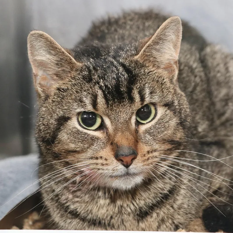 A young medium-sized male Domestic Short Hair cat named Cattrick Star for adoption in Allentown, PA