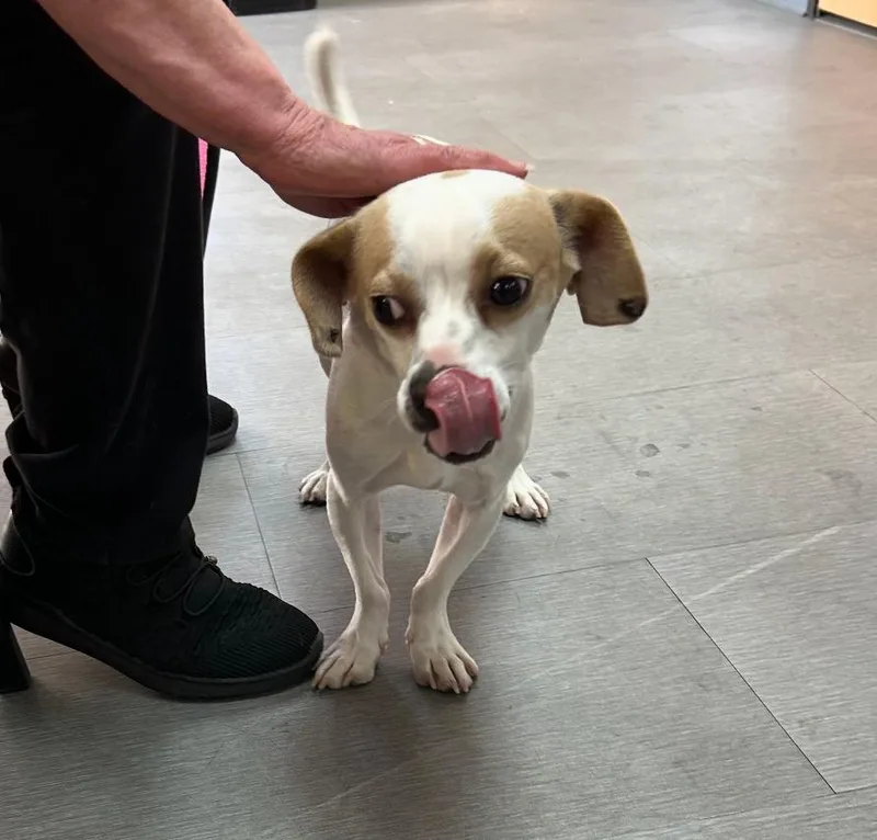 A young small-sized male Beagle dog named Archer for adoption in Los Angeles, CA