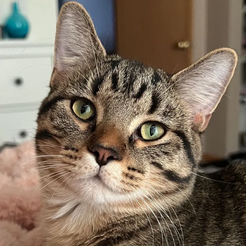 An adult small-sized male Brown / Chocolate Domestic Short Hair cat named Leo  Home to for adoption in South Elgin, IL