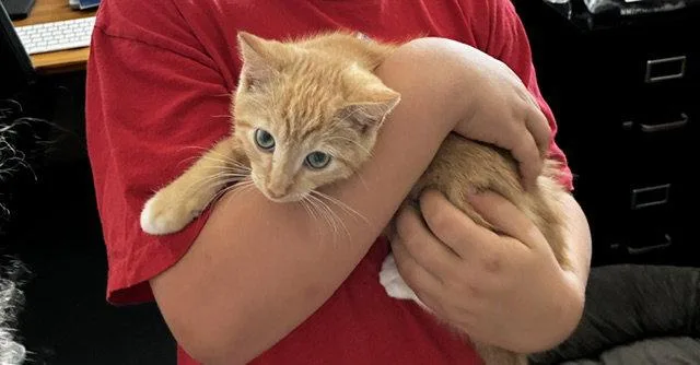 A baby medium-sized female Orange & White Domestic Short Hair cat named Elvia for adoption in Broomall, PA