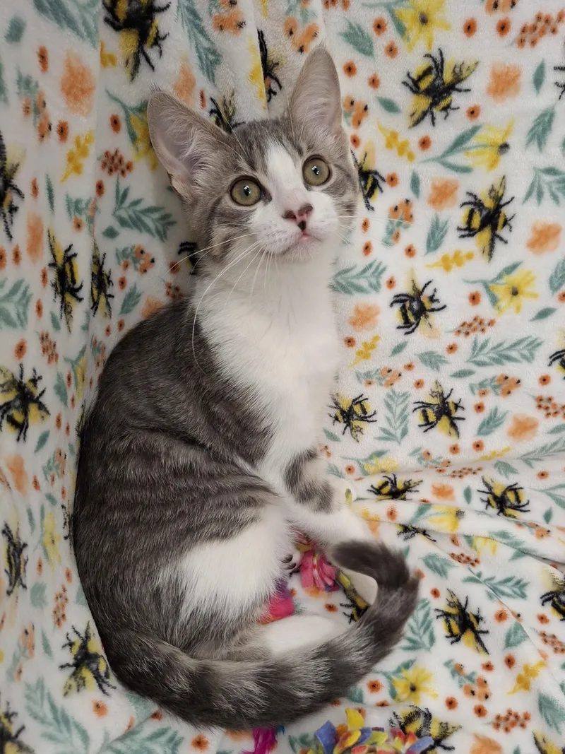 A baby small-sized male Gray & White Domestic Short Hair cat named Silvester for adoption in Yorba Linda, CA