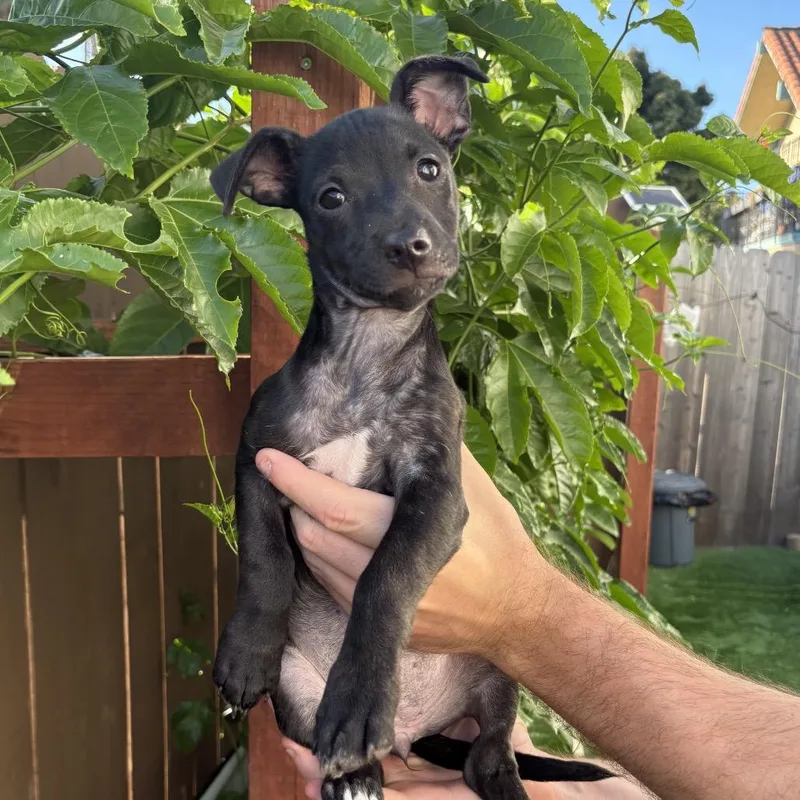 A baby small-sized female Black Terrier dog named Stella for adoption in San Diego, CA
