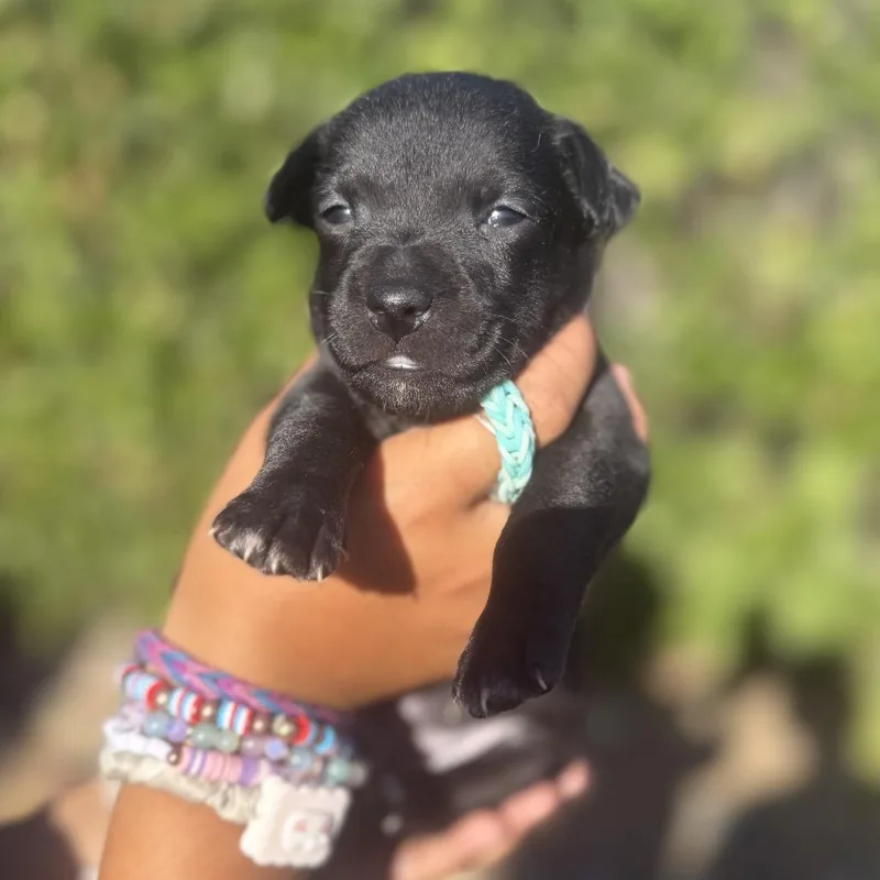 Stella thumbnail 2