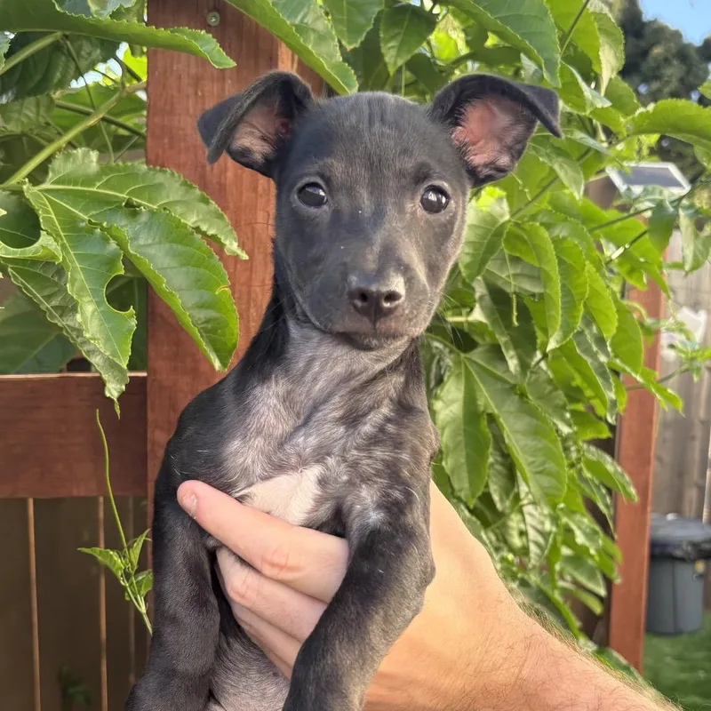 Stella thumbnail 3