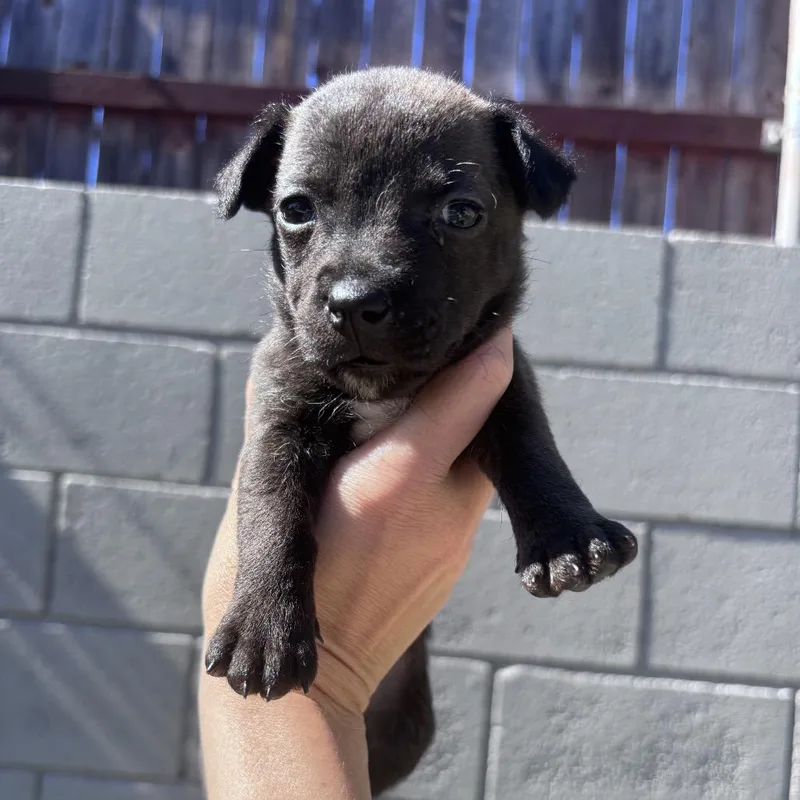 Stella thumbnail 4