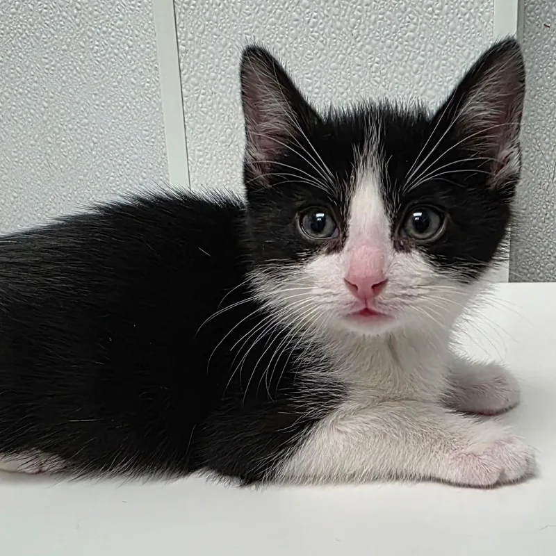 A baby small-sized male Black Domestic Short Hair cat named Mr. Frond for adoption in Abilene, TX