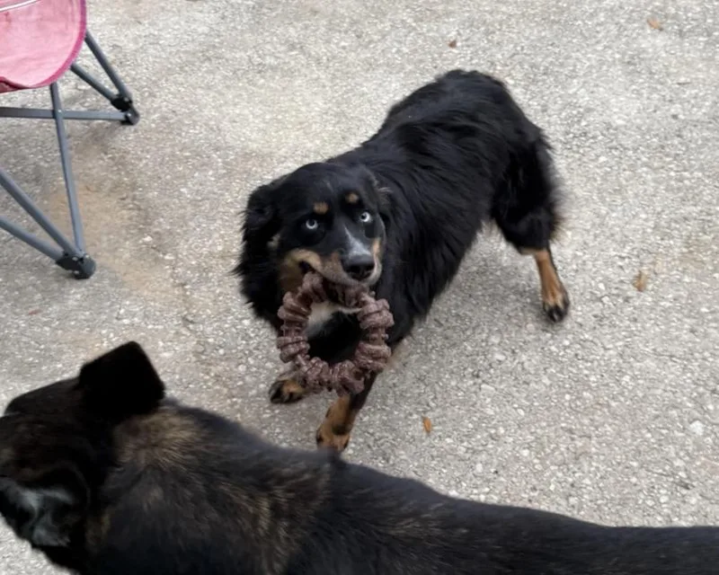 An adult medium-sized female Australian Shepherd dog named Willow   year for adoption in Encino, CA
