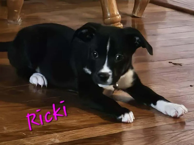 A baby medium-sized female Tricolor (Brown, Black, & White) Catahoula Leopard Dog dog named Ricki for adoption in Peoria, IL