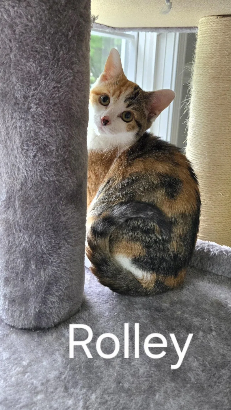 A baby medium-sized female Domestic Short Hair cat named Piggly & Rolley for adoption in Wheaton, IL
