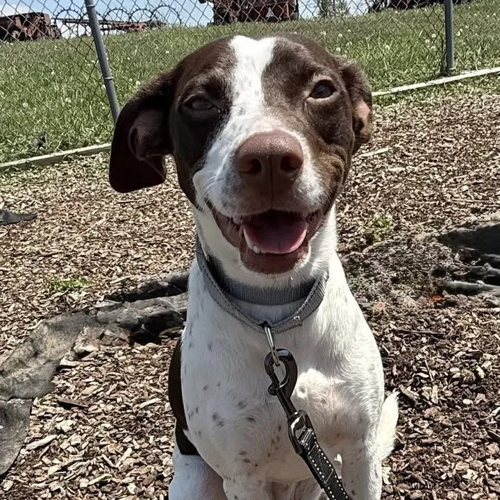 A young medium-sized female White / Cream German Shorthaired Pointer dog named Gillian for adoption in Washington, PA