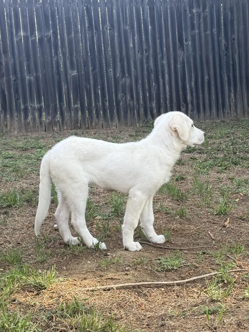 A baby large-sized male Great Pyrenees dog named Bubba Sat for adoption in Quinlan, TX