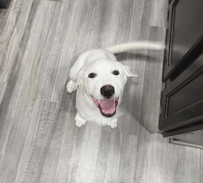 Bubba Sat thumbnail 2