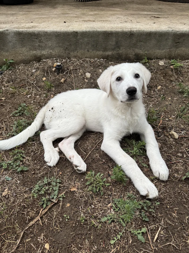 Bubba Sat thumbnail 3