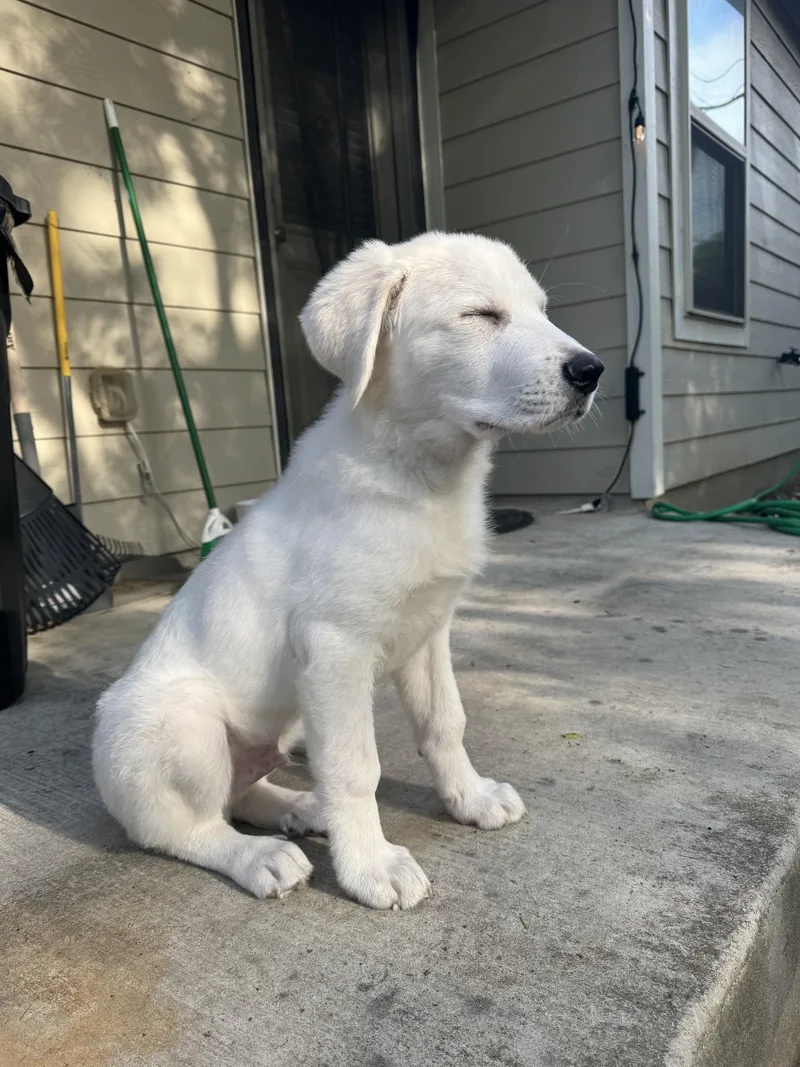 Bubba Sat thumbnail 4