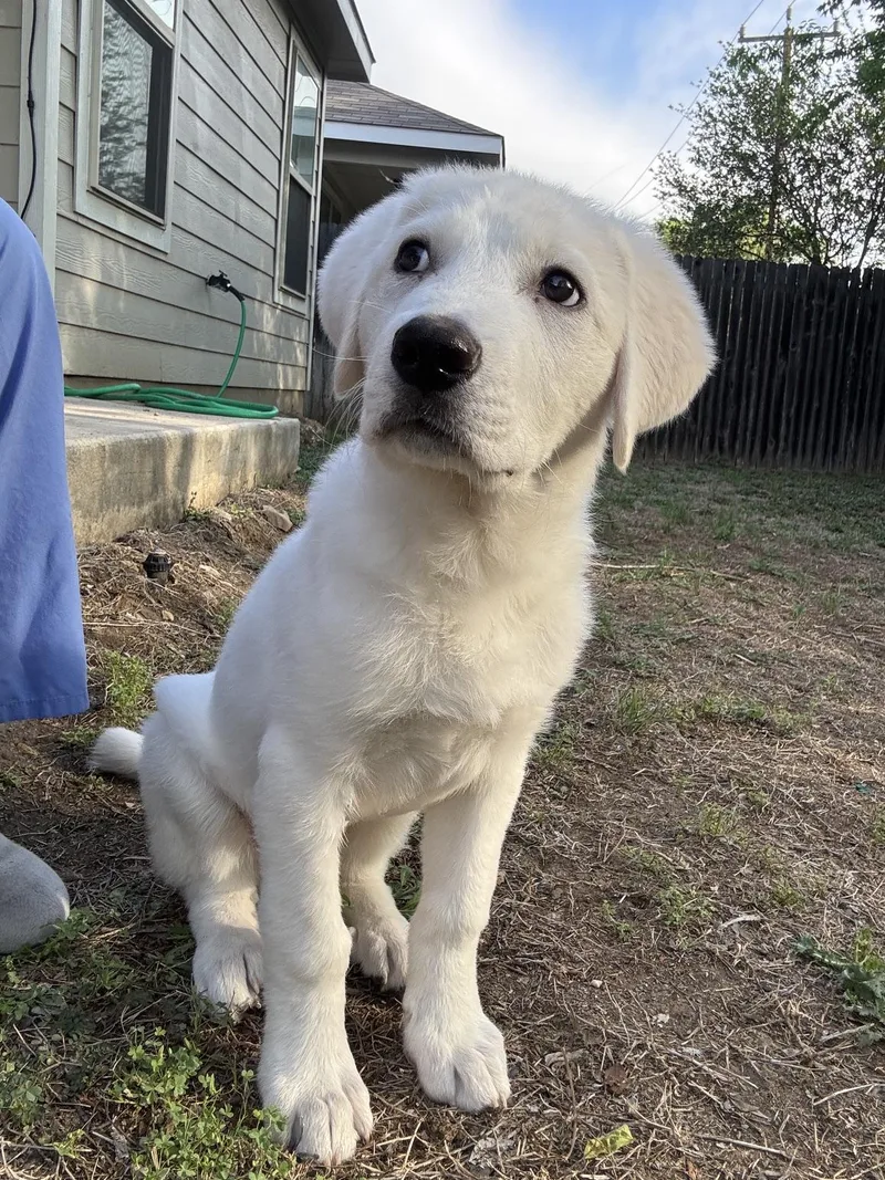 Bubba Sat thumbnail 5