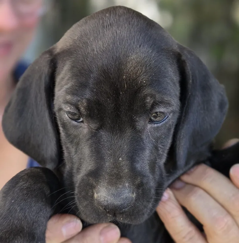 A baby medium-sized male Black Vizsla dog named Deets for adoption in Albany, NY