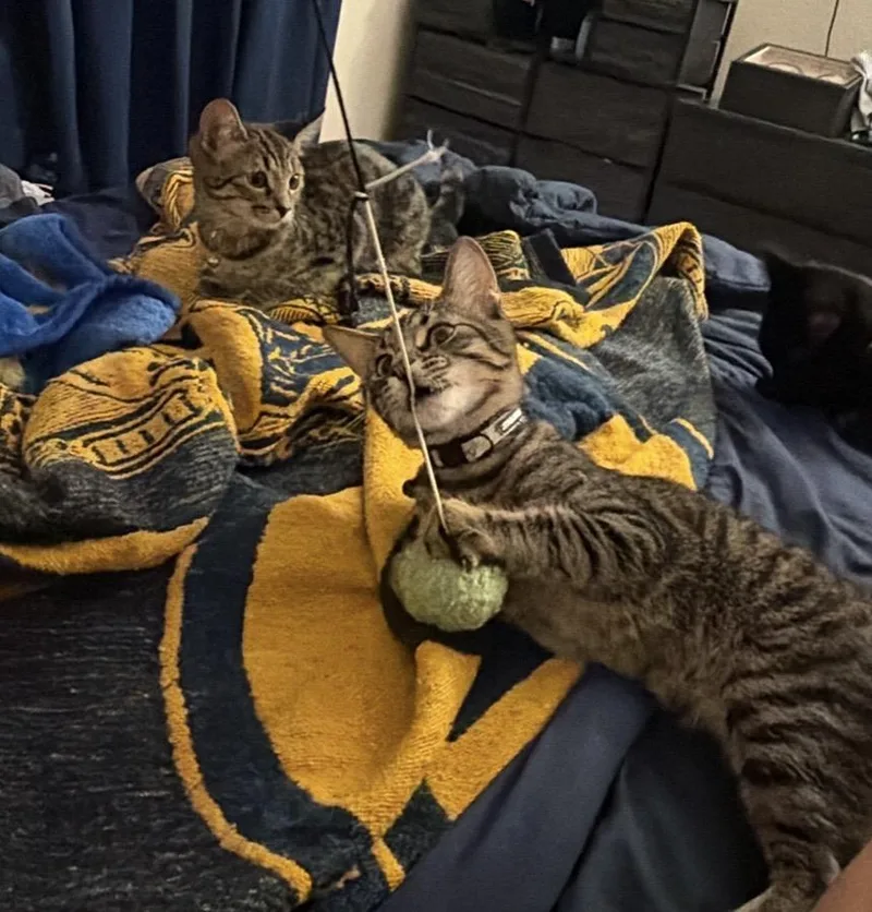 A baby medium-sized female Tabby (Brown / Chocolate) Tabby cat named Roe Day Bonded With for adoption in Chandler, AZ